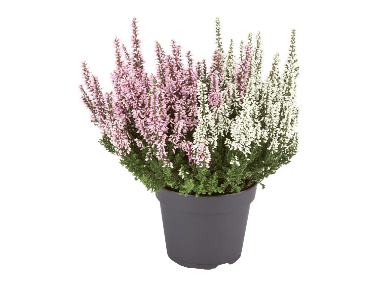 Kaksivärinen calluna