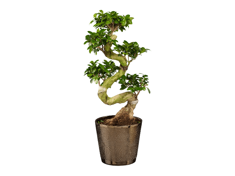 Dummymarke-bonsai koristeellisessa ruskeassa ruukussa.