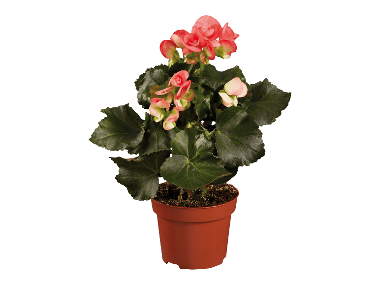 Vaaleanpunainen begonia ruskeassa ruukussa mustalla taustalla