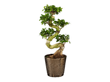 Ficus Ginseng XL