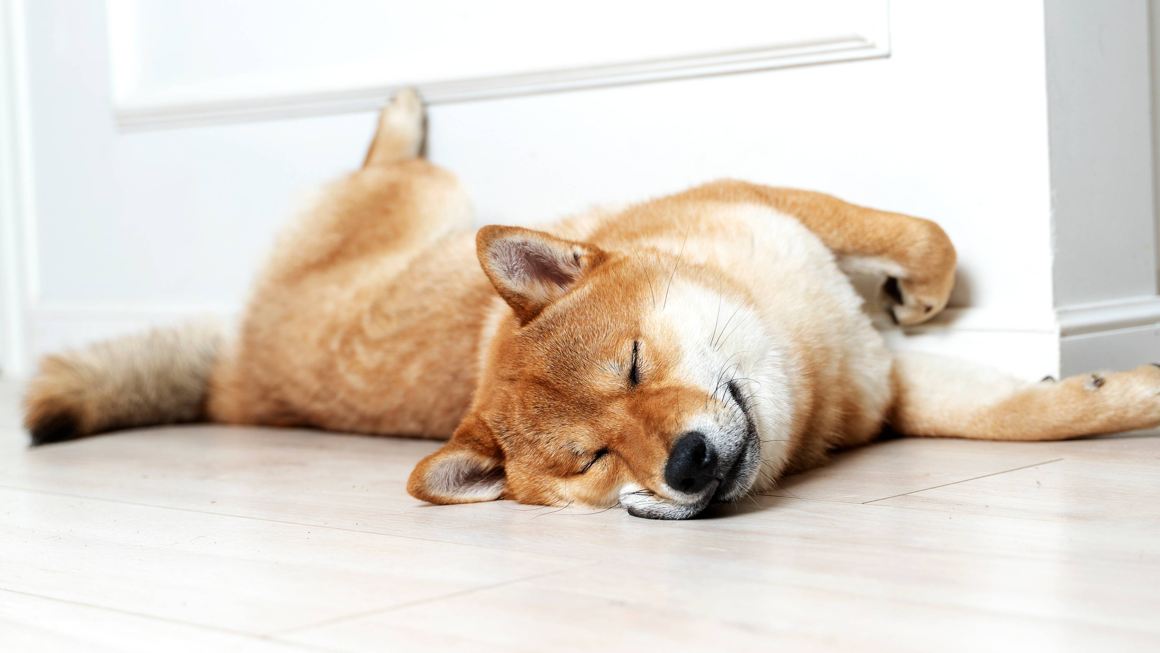 Nukkuva Shiba Inu -koira makaa lattialla seinän vieressä.