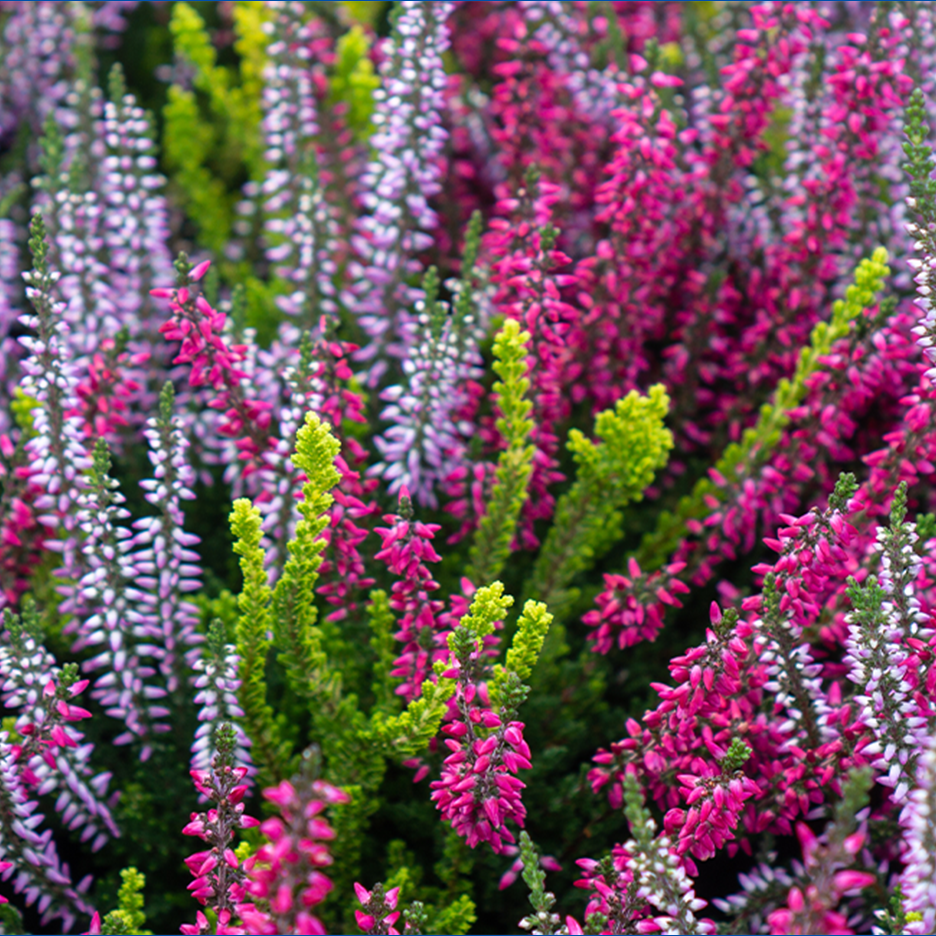 Lähikuva vaaleanpunaisista, violeteista ja vihreistä kanervakukista.