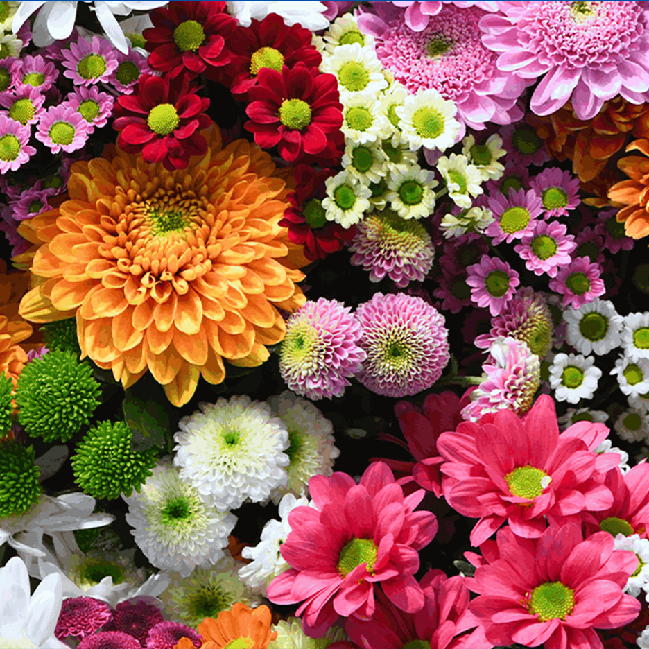 Värikäs valikoima kukkia, mukaan lukien oransseja, punaisia, vaaleanpunaisia ja valkoisia krysanteemeja.