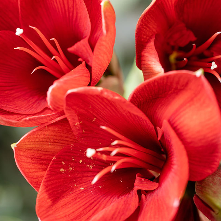 Lähikuva kolmesta kirkkaanpunaisesta amarylliksestä, joissa on valkoiset heteet.