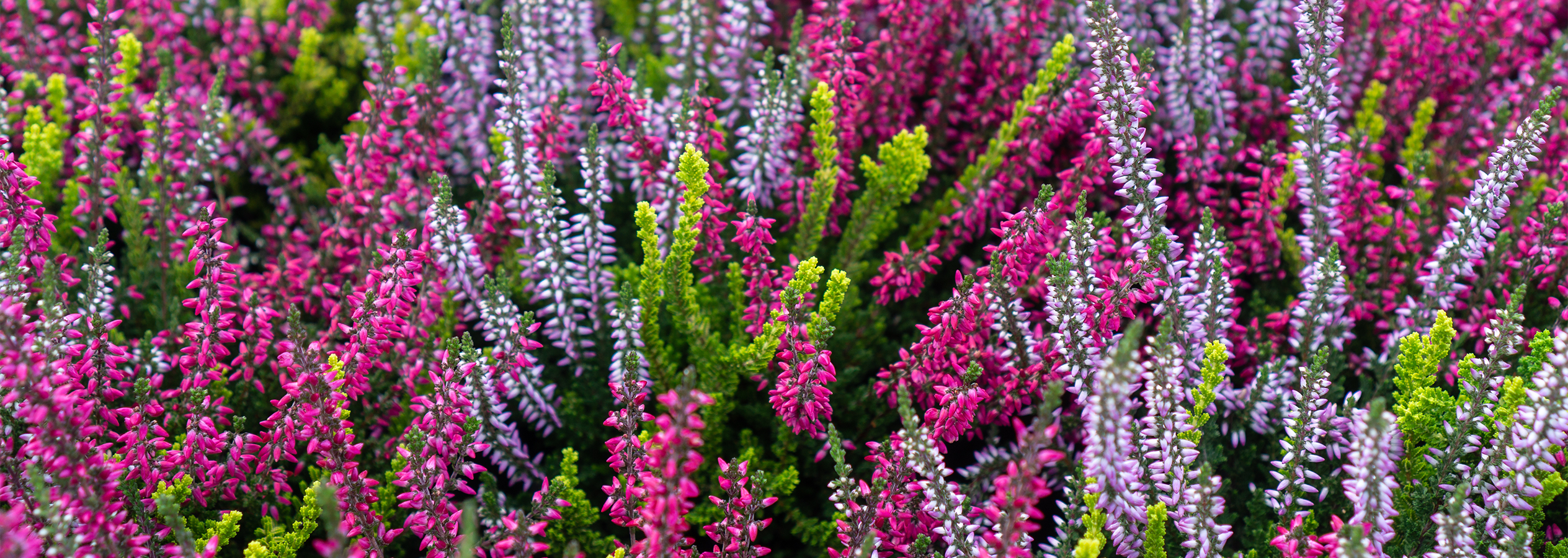 Lähikuva vaaleanpunaisista, violeteista ja vihreistä kanervakukista.