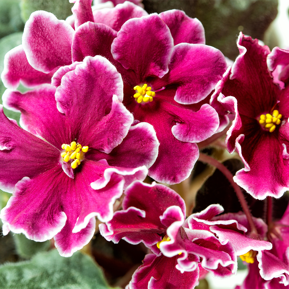 Lähikuva fuksianpunaisista orvokeista, joissa on valkoiset reunat ja keltaiset heteet.