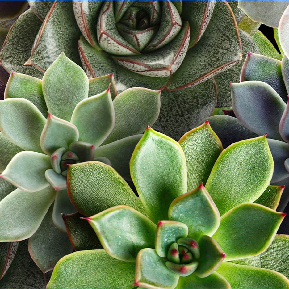 Lähikuva erilaisista vihreistä mehevistä kasveista, joissa on punaisia kärkiä.