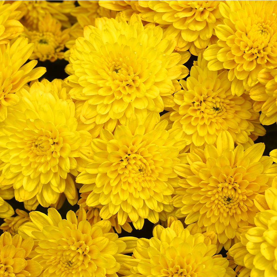 Lähikuva kirkkaankeltaisista krysanteemeista, jotka täyttävät koko kuvan.