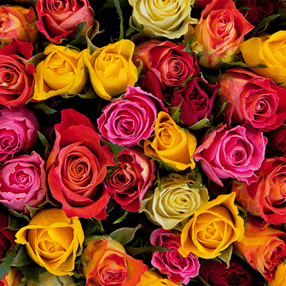 Värikäs kimppu ruusuja, joissa on punaisia, keltaisia ja vaaleanpunaisia kukkia.