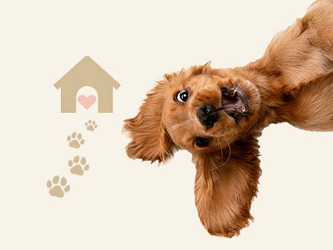 Koiranpentu leikkii, koirankoppi ja tassunjälkiä.