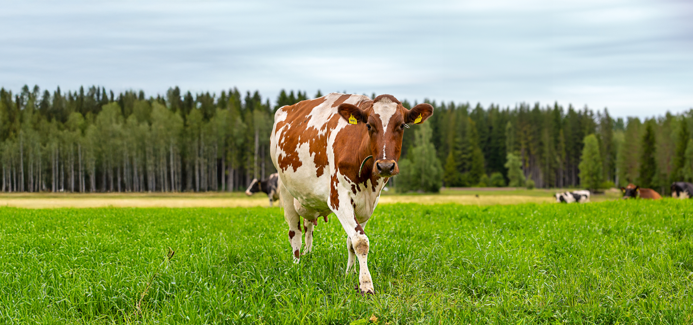Lehmä kävelee vihreällä niityllä metsän edessä pilvisenä päivänä.