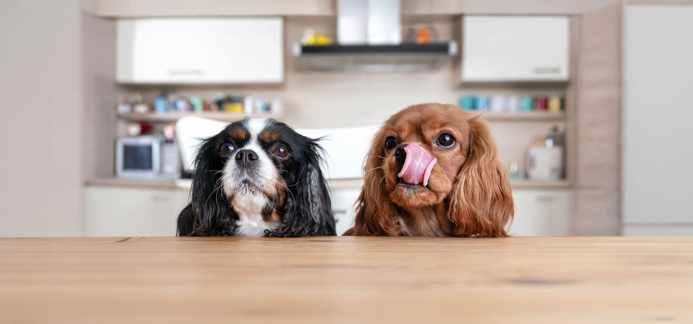 Tekoälyllä luotu: Kaksi Cavalier King Charlesin spanielia, toinen kolmivärinen ja toinen punaruskea, kurkistavat pöydältä.