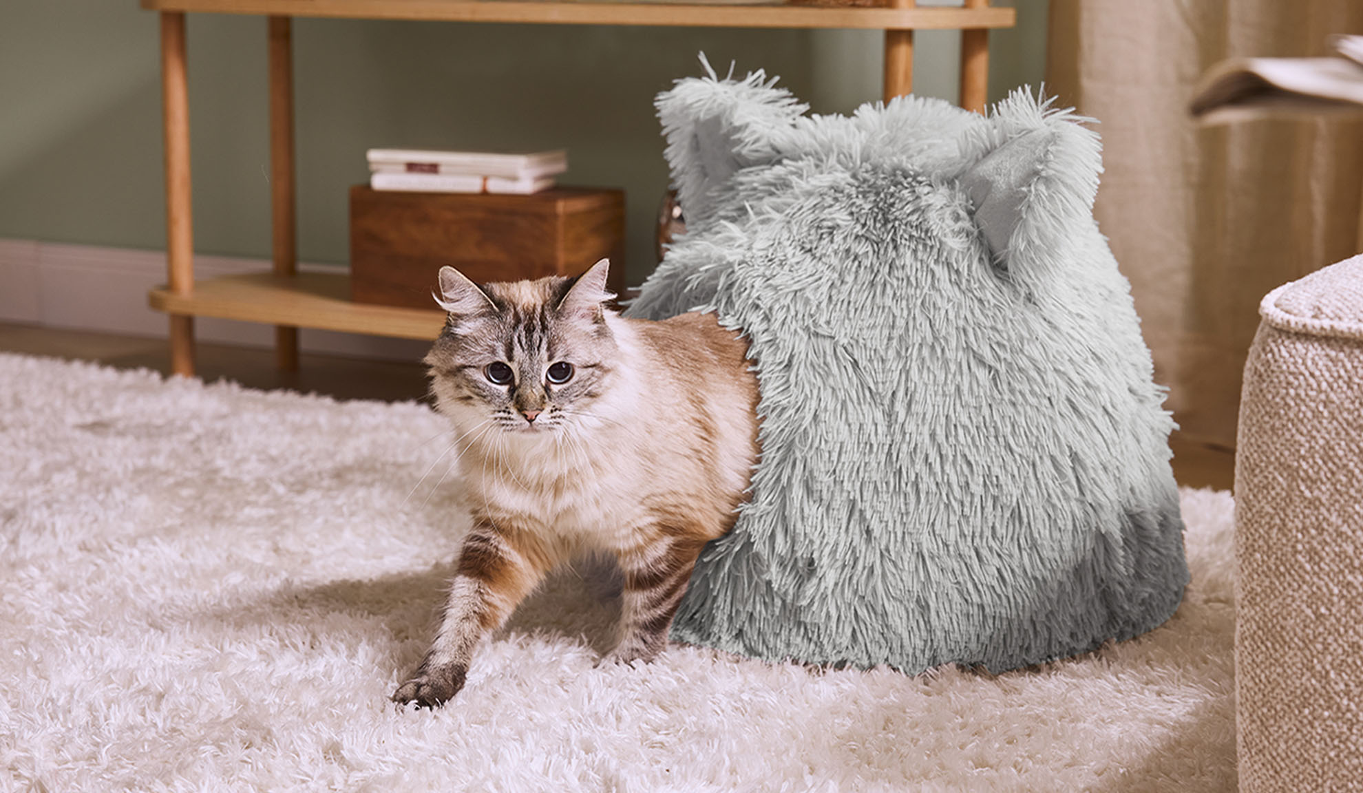 Kissa nousee harmaasta pörröisestä pedistä valkoisella matolla.