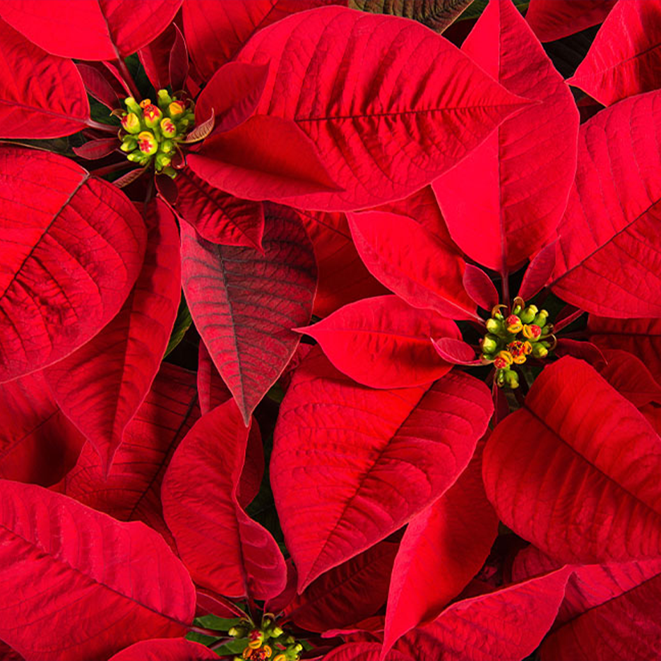 Lähikuva punaisista joulutähdistä, joissa on keltaisia kukkia.