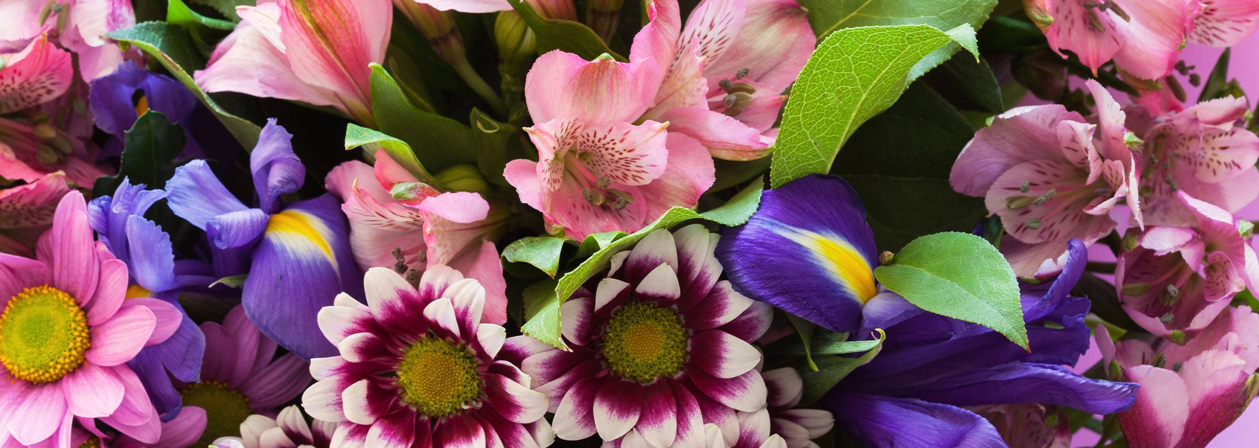 Lähikuva vaaleanpunaisista ja violeteista kukista, mukaan lukien alstroemeria, iiris ja krysanteemi.