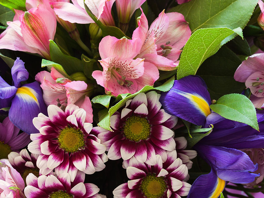 Lähikuva kukkakimpusta, jossa on vaaleanpunaisia alstroemeria-kukkia, violetteja iiriksiä ja valko-violetteja krysanteemeja.