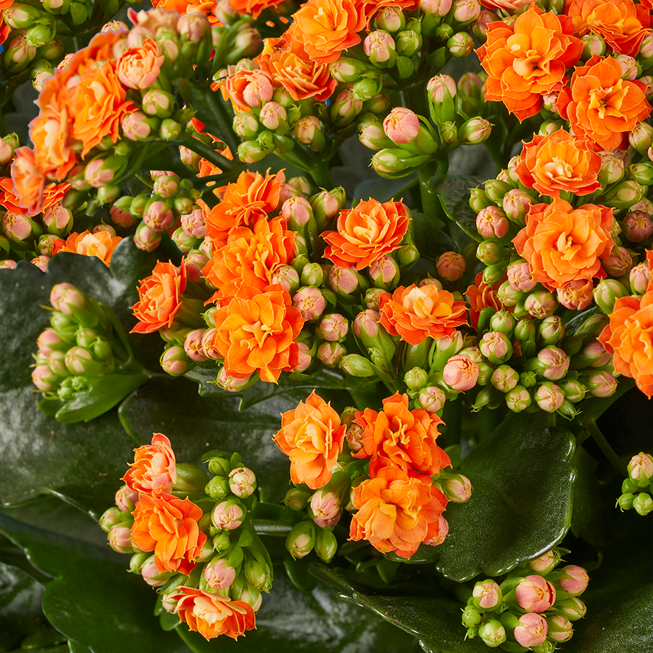 Lähikuva oransseista Kalanchoe-kukista ja nupuista vihreiden lehtien keskellä.