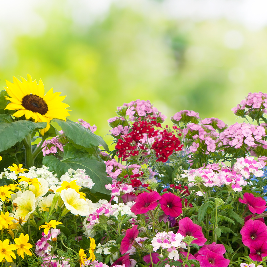 Värikäs kukka-asetelma, jossa on auringonkukka, petunioita ja muita kukkia.