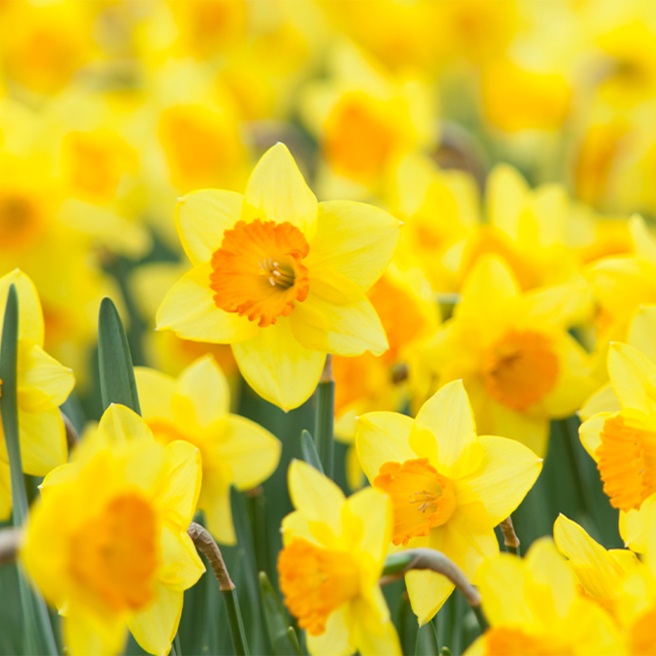 Keltaisia narsisseja oransseilla keskustoilla, täynnä kevään tunnelmaa.